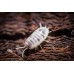 Cochinilla -Isopodo - Porcellio laevis dairy cow